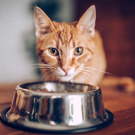 Best Cat Food for Indoor Cats | Healthy Wet and Dry Choices