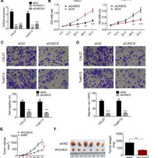 Down Regulation Of Casc Inhibited Cell Proliferation Migration And