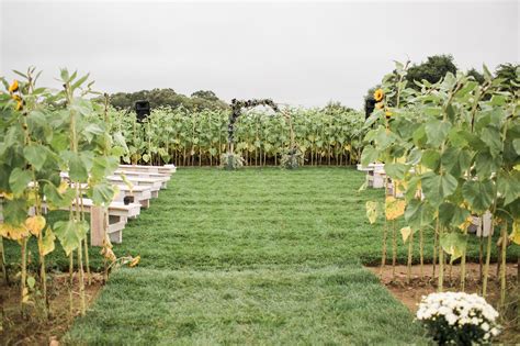 Sunflower Field Wedding Ceremony