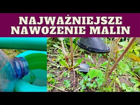 Jak nawozić maliny podczas kwitnięcia jak zasilać maliny YouTube