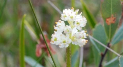 False Asphodel Scientists Discover New Type Of Meat Eating Flower In