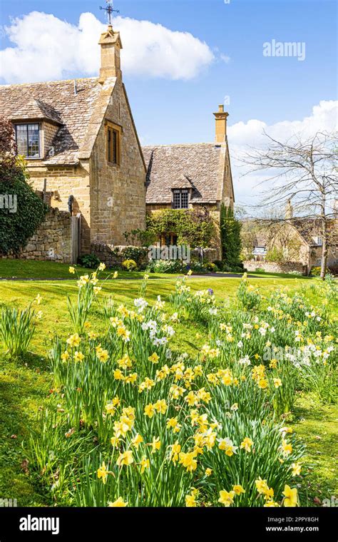 Springtime Daffodils In The Cotswold Village Of Saintbury