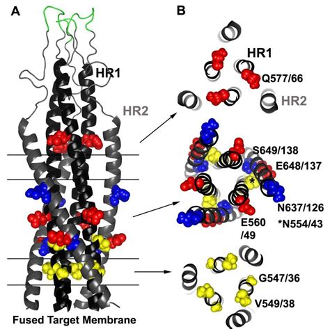 Common Resistance Mutations Selected By Hr And Hr Peptide Inhibitors