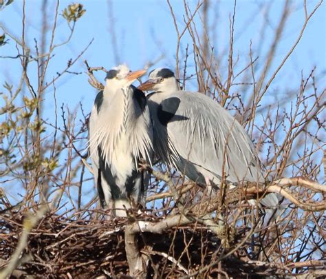 Pair Of Herons On Nest In January 2023 David Jones Flickr