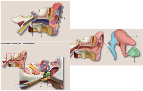 BIOL 2402 Ear General Anatomy Middle Inner Ear Structure Ear