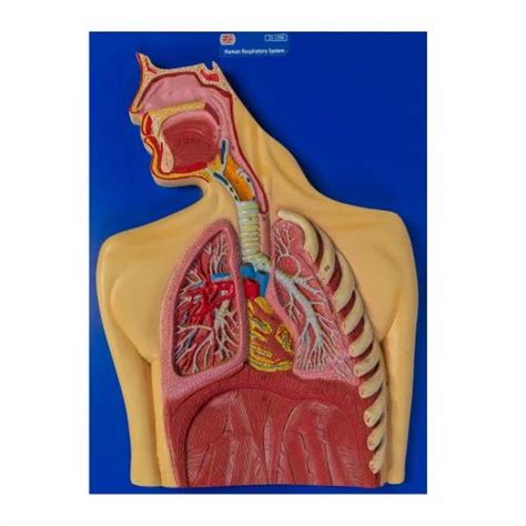 Plastic Sytix Human Respiratory System Model At ₹ 600 In Ambala Id 2853141910391