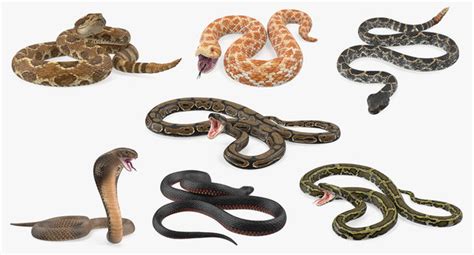 3D Model Rigged Snakes 5 TurboSquid 1487816