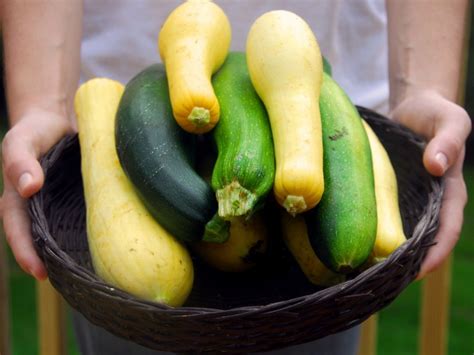 Growing Summer Squash - Planting Summer Squash Plants