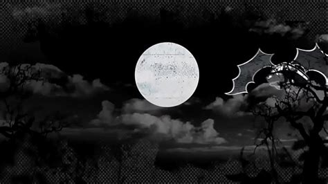 First Trans On Bang Bus Search XVIDEOS