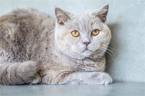 Wie Alt Wird Eine Britisch Kurzhaar Katze Miautastisch De