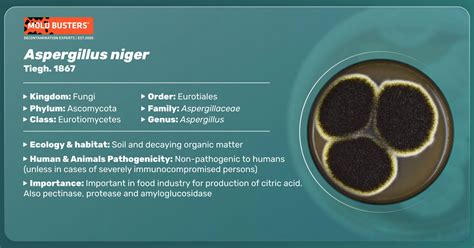 Aspergillus Niger Infection Symptoms And Treatment Mold Busters