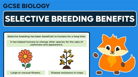 Benefits Of Selective Breeding Gcse Biology Youtube