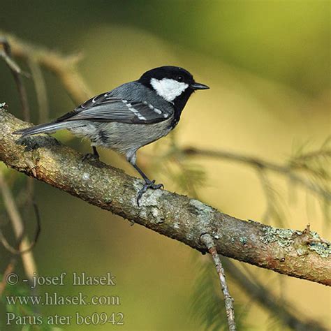 Parus Ater Coal Tit Sortmejse Kuusitiainen M Sange Noire Zwarte Mees