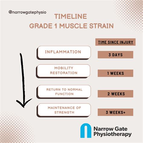 Muscle Strain Physiotherapy Treatment Stages To Recovery