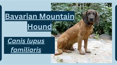 Bavarian Mountain Hound Animal Facts