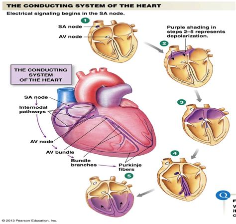 Heart Electrical Conduction Diagram The Electrical Conductio