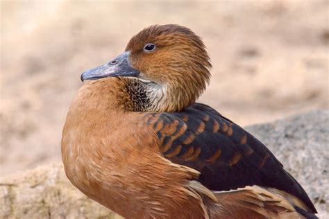 Fulvous Whistling Duck | The Maryland Zoo