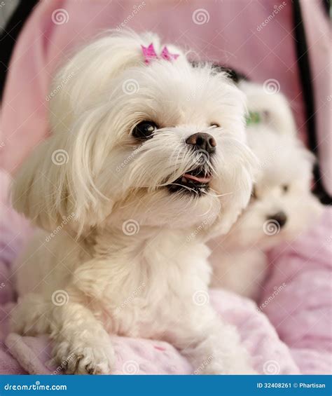 Maltese Puppies Stock Image Image Of Child Pink Canine 32408261