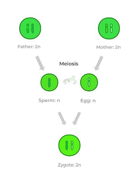 Meiosis: Significance and General Overview – MedLife Mastery