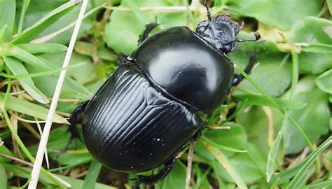 9 Diversidades De Insectos Coleópteros Que No Puedes Dejar De Conocer