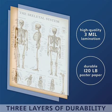 Mua Palace Learning 3 Pack Vintage Muscle Skeleton Nervous System Anatomy Poster Set