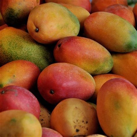 Buy Sindhu Mango Plant Online Plantsouk All Fruit Plants