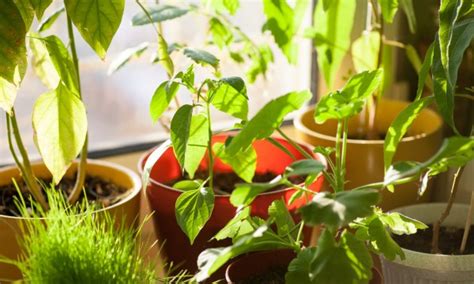 Astuces Simples Pour Garder Vos Plantes D Int Rieur En Bonne Sant