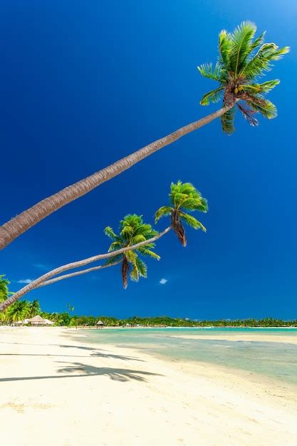 Premium Photo Tropical Beach With Coconut Palm Trees And Clear Lagoon