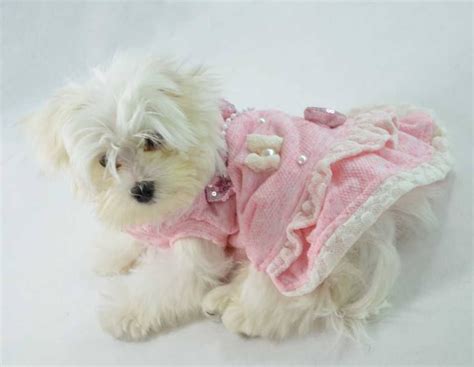 Vestido Para Perros Modelo Amy Moda Exclusiva Canina Y Accesorios