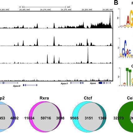 Correlation Matrix Between ChIP Seq Experiments Heat Map Displaying