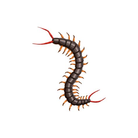 Centipede Png Transparent Images Free Download Vector Files Pngtree