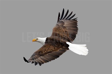 Bald Eagle 2 Large Wall Decal – Let's Print Big