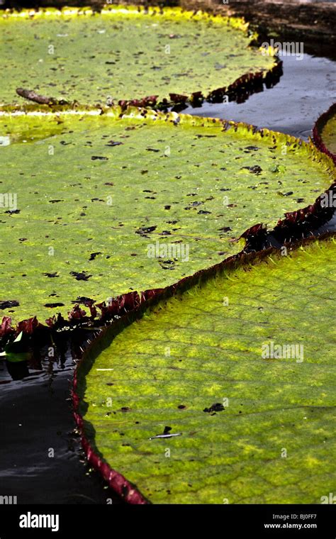 Victoria regia lily hi-res stock photography and images - Alamy