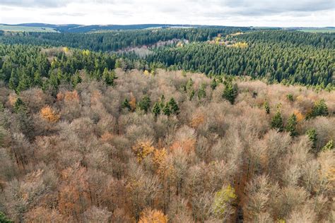 Immer noch zu trocken Nur jeder vierte Baum in Sachsens Wäldern ohne