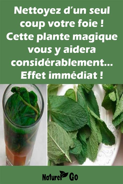 Nettoyez Dun Seul Coup Votre Foie Cette Plante Magique Vous Y Aidera