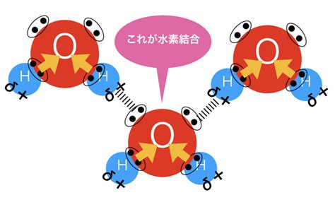 水素結合とは？わかりやすく具体例で解説！記述問題頻出ポイントも！ 化学受験テクニック塾