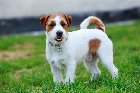 Cachorro Jack Russell Terrier Entenda Tudo Sobre A Ra A Pets Di Rio Do