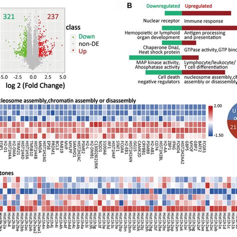 Atg7 Deletion Diminishes The Cellularity Of Bone Marrow CD11b Myeloid