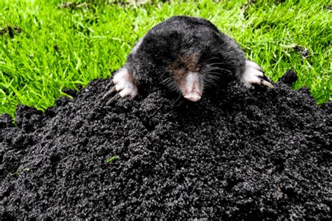 Why Are Moles Invading My Yard? | Mole Prevention