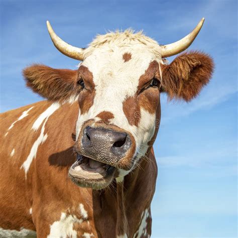 501 Cow Mooing Stock Photos - Free & Royalty-Free Stock Photos from ...