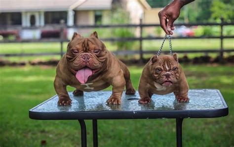American Bully Pocket for Sale with Guide to Pocket Bullies for sale