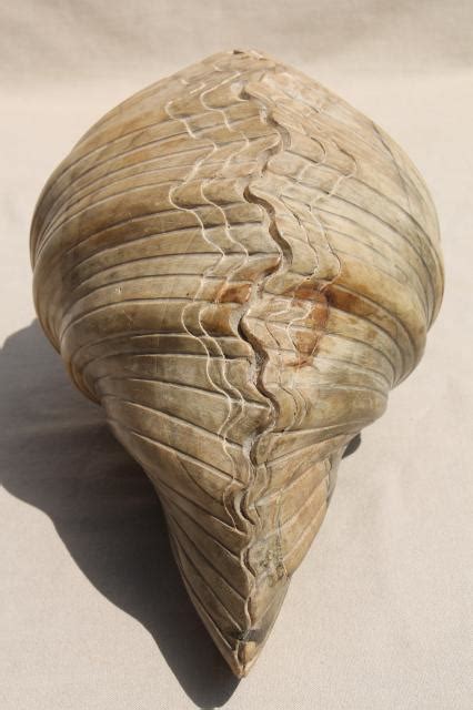 Natural Wood Carving Seashell Sculpture Large Hand Carved Beach Sea Shell