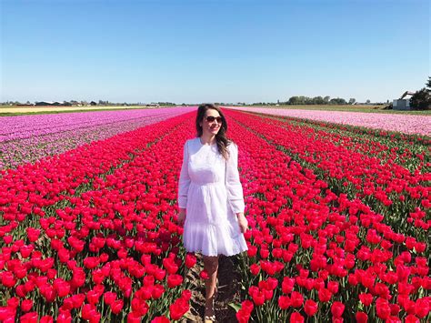 Travel Spotlight: Visiting the Tulip Fields in the Netherlands - The A ...