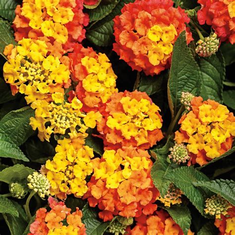 Lantana | Luscious® Basket Tangeglow™ | Proven Winners® Annuals