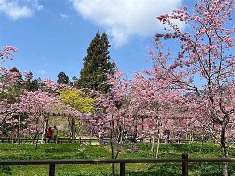 阿里山花季將登場 櫻花綻放圖 中央通訊社 Line Today