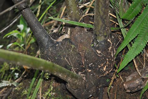 Angiopteris Evecta Ferns And Lycophytes Of The World