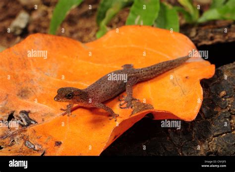 Spotted Dwarf Gecko Spotted Gecko Sphaerodactylus Millepunctatus