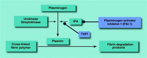 Fibrinolysis TAFI Thrombin Activatable Fibrinolysis Inhibitor TPA