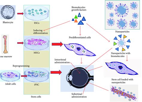 Stem Cells And Stem Cell Transplantation As Related To Organ Transplantation P