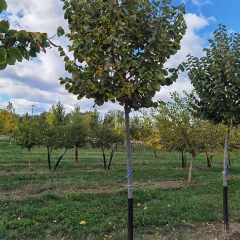 Tilia Tomentosa Silver Globe G Mb Ez St H Rs Koplant